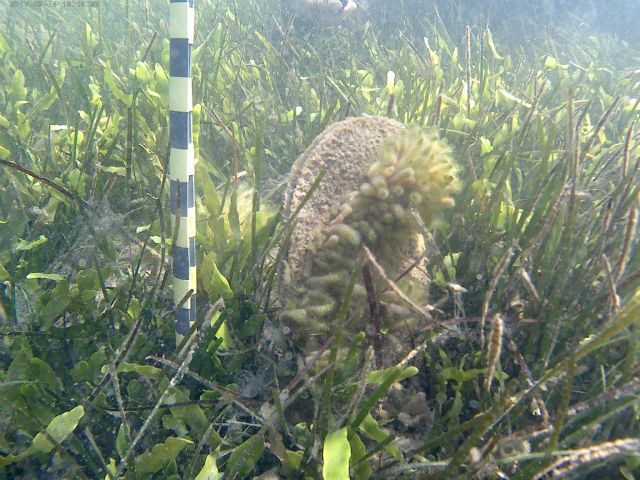 El próximo 17 de julio tendrá lugar la última actividad de voluntariado con snorkel en el Mar Menor - 3, Foto 3
