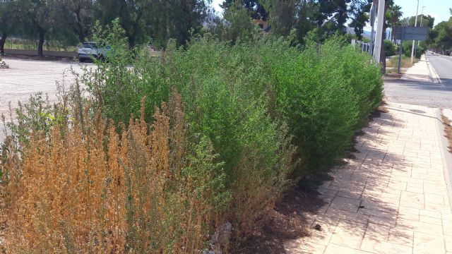 Fulgencio Gil exige que se proceda de forma urgente al mantenimiento, limpieza y desbroce de la zona de la antigua carretera de Águilas a su paso por Purias - 3, Foto 3