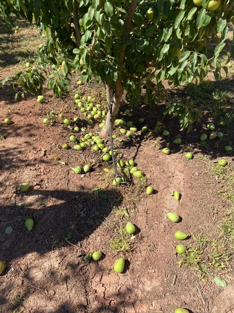 Devastador golpe de calor para los cultivos de la región - 1, Foto 1