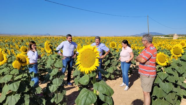 El consejero Antonio Luengo demanda a la Comisión Europea que deje sin efecto la supresión de ayudas al girasol, cultivo en auge en la Región - 1, Foto 1