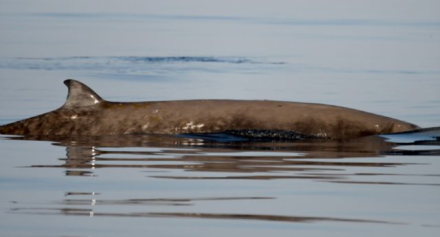 El MITERD responde a ANSE sobre el varamiento de zifios en las costas del Sureste de la Península Ibérica - 2, Foto 2