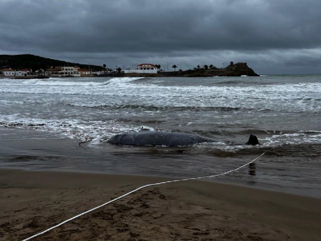 El MITERD responde a ANSE sobre el varamiento de zifios en las costas del Sureste de la Península Ibérica - 3, Foto 3