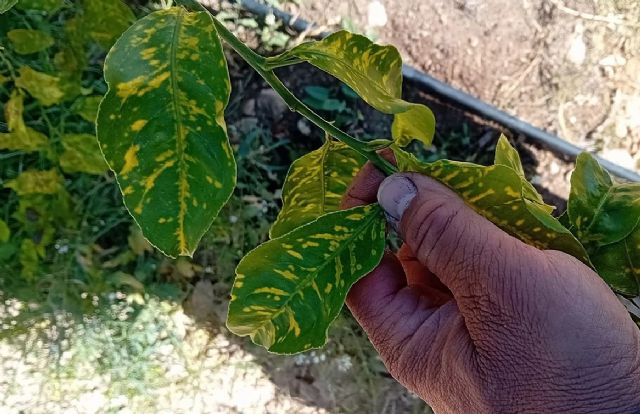 UPA reclama ayudas para los agricultores afectados por la clorosis nervial amarilla