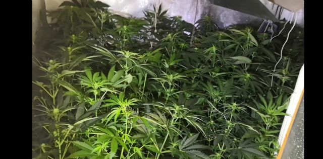 La Policía Local desmantela una plantación de marihuana que contaba con un total de 60 plantas en fase de floración en el interior de una vivienda del casco urbano de Lorca - 1, Foto 1
