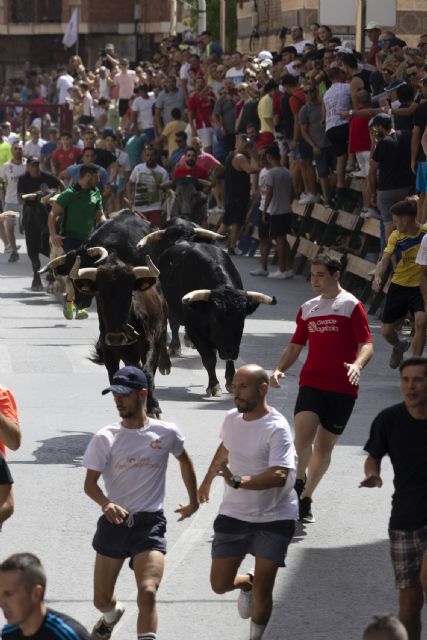 Un último encierro con los astados de Castillejo de Huebra rápido y limpio en las Fiestas Patronales de Blanca 2023 - 3, Foto 3