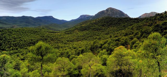Ganar Totana defiende la Protección y Conservación de nuestros espacios naturales, como es el caso de Sierra Espuña, Foto 1