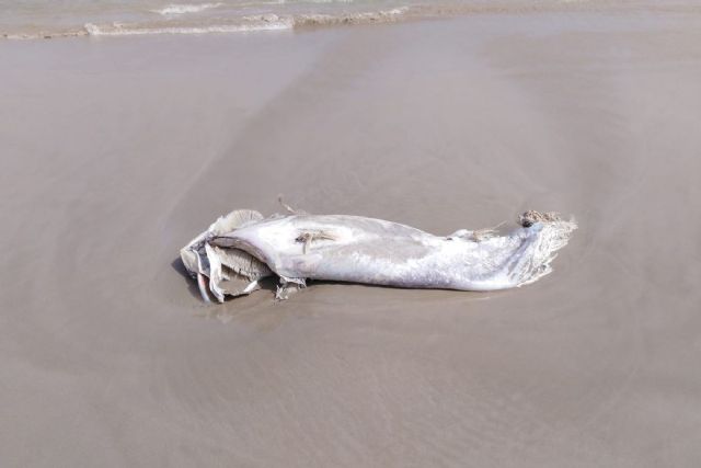 El Ayuntamiento de Cartagena cierra las playas mediterráneas de La Manga por la llegada de atunes muertos - 1, Foto 1