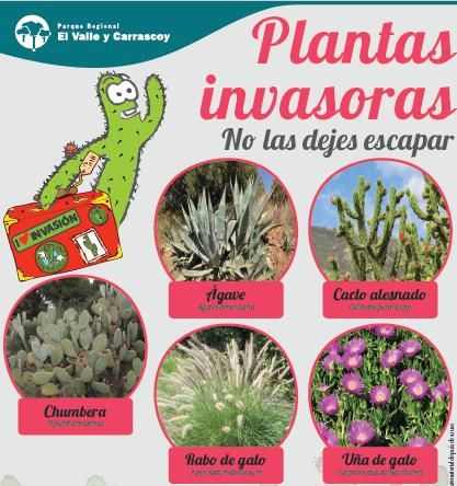 Medio Ambiente desarrolla una campa&ntilde;a divulgativa para la erradicación de especies de flora exótica invasora en El Valle - 2, Foto 2