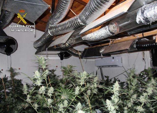 La Guardia Civil desmantela una plantación con más de un centenar de plantas de marihuana en Cehegín - 1, Foto 1