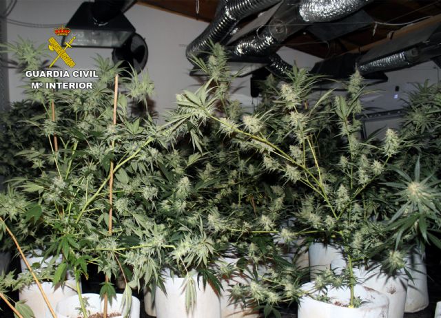 La Guardia Civil desmantela una plantación con más de un centenar de plantas de marihuana en Cehegín - 2, Foto 2
