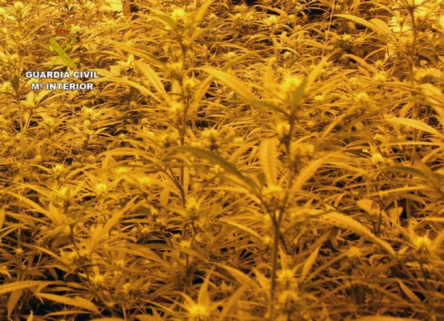 La Guardia Civil desmantela una plantación con más de un centenar de plantas de marihuana en Cehegín - 3, Foto 3