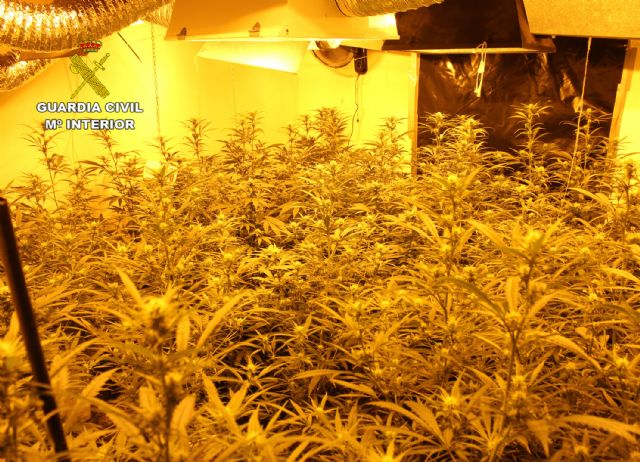 La Guardia Civil desmantela una plantación con más de un centenar de plantas de marihuana en Cehegín - 5, Foto 5