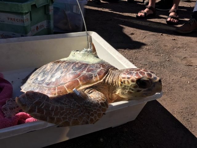 Liberadas tres tortugas bobas que fueron encontradas enredadas en sedales y plásticos en playas de La Manga y Cabo de Palos - 1, Foto 1