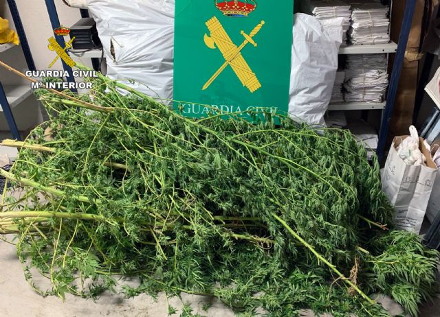 La Guardia Civil desmantela un invernadero clandestino de marihuana en Puerto Lumbreras - 4, Foto 4