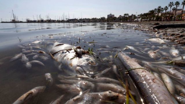 Ante la catástrofe ecológica del Mar Menor es necesario que se depuren las responsabilidades - 1, Foto 1