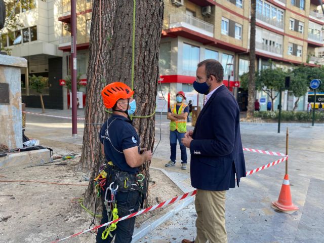 Expertos arbolistas revisan los pinos de Alfonso X - 1, Foto 1