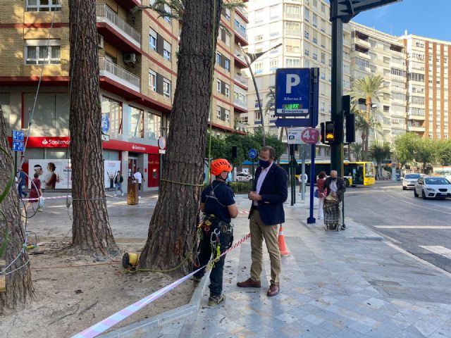 Expertos arbolistas revisan los pinos de Alfonso X - 2, Foto 2