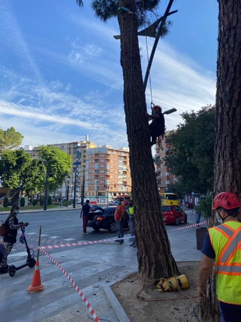 Expertos arbolistas revisan los pinos de Alfonso X - 3, Foto 3