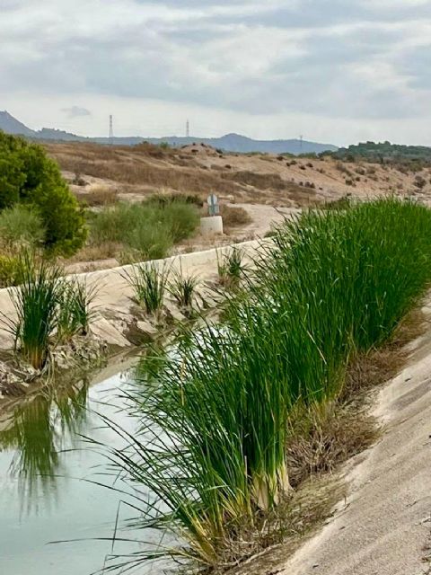 El Ayuntamiento de Lorca reclama a la Confederación Hidrográfica del Segura la limpieza urgente del canal del Trasvase - 2, Foto 2