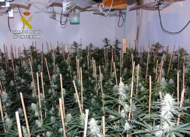 La Guardia Civil desmantela un invernadero de marihuana en un dúplex de Cabo de Palos-Cartagena - 1, Foto 1