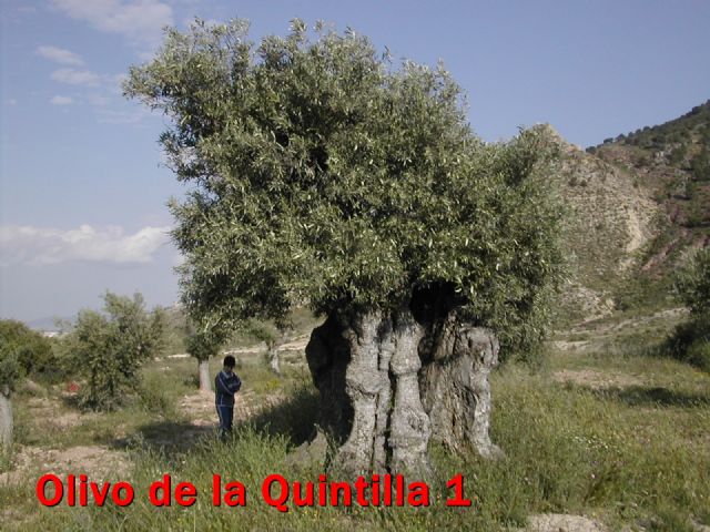 IU Verdes insiste en la protección de los árboles monumentales del municipio - 1, Foto 1