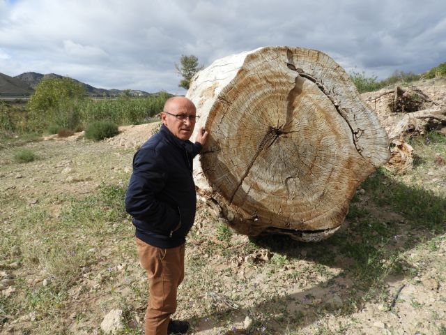 IU Verdes insiste en la protección de los árboles monumentales del municipio - 3, Foto 3
