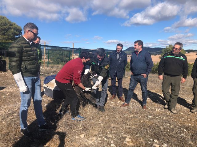 La Comunidad libera un buitre negro en el muladar de la sierra de Mojantes - 1, Foto 1