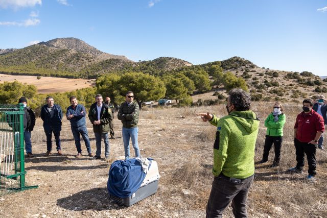 La población de buitres negros en el Noroeste se incrementa con la liberación de un nuevo ejemplar en la Sierra de Mojantes de Caravaca - 1, Foto 1