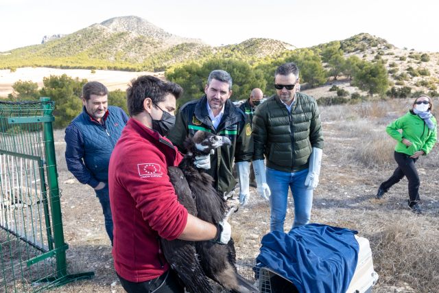La población de buitres negros en el Noroeste se incrementa con la liberación de un nuevo ejemplar en la Sierra de Mojantes de Caravaca - 2, Foto 2