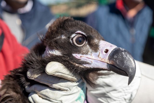 La población de buitres negros en el Noroeste se incrementa con la liberación de un nuevo ejemplar en la Sierra de Mojantes de Caravaca - 3, Foto 3
