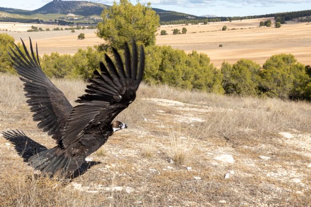La población de buitres negros en el Noroeste se incrementa con la liberación de un nuevo ejemplar en la Sierra de Mojantes de Caravaca - 4, Foto 4