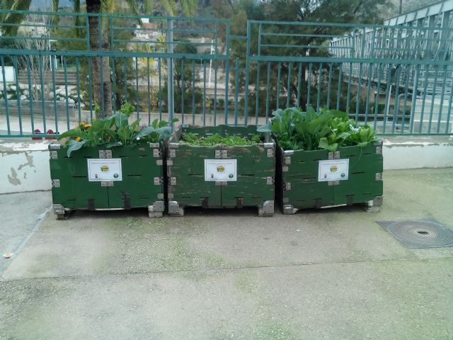 La concejalía de Medio Ambiente pone en marcha huertos urbanos en los centros escolares y en la residencia de ancianos - 1, Foto 1