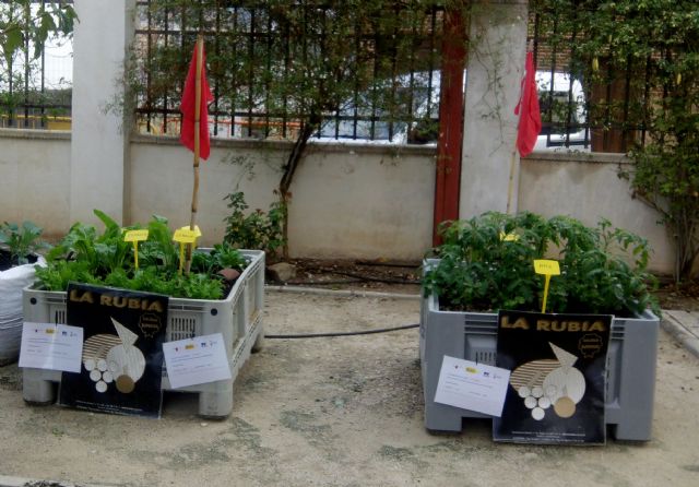 La concejalía de Medio Ambiente pone en marcha huertos urbanos en los centros escolares y en la residencia de ancianos - 2, Foto 2