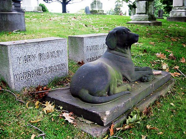 They propose the creation of a cemetery for pets in Totana, Foto 1