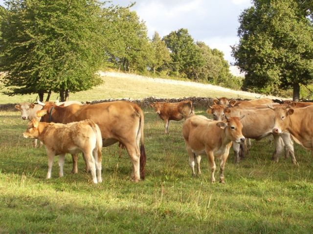 Ganado vivo: acuerdos comerciales entre España y Libia - 1, Foto 1