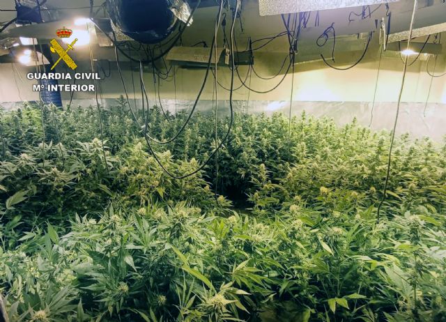 La Guardia Civil desmantela un nuevo invernadero con 850 plantas de marihuana en un dplex de Puerto de Mazarrn, Foto 1