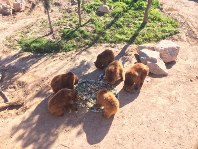 La osa Fabila de Terra Natura Murcia cumple 25 años - 1, Foto 1