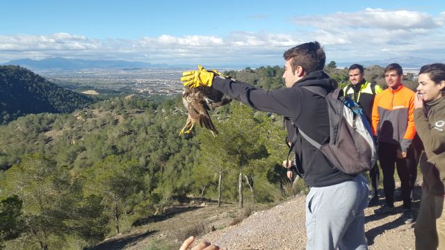 Medio Ambiente libera un busardo ratonero tras ser atendido en el Centro de Recuperación de Fauna Silvestre El Valle - 1, Foto 1