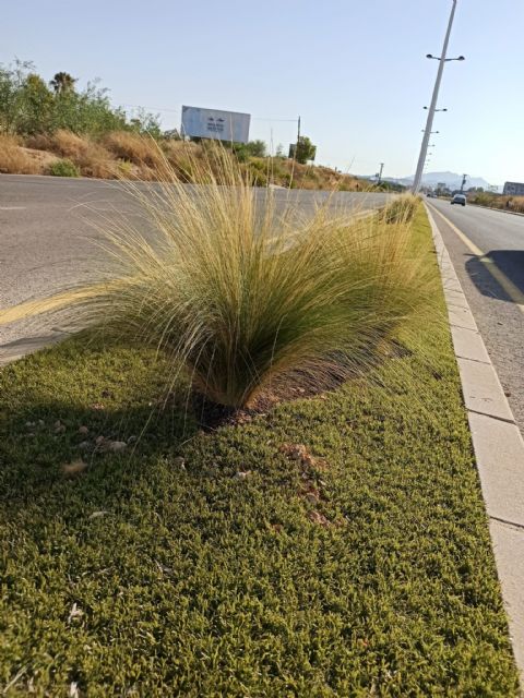 El Ayuntamiento mejora la calidad paisajística urbana con la rehabilitación de medianas - 1, Foto 1