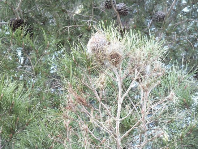 La Comunidad inicia los tratamientos para combatir la procesionaria del pino en los montes - 1, Foto 1