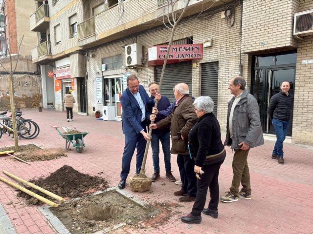 Murcia planta más de un centenar de árboles en alcorques de barrios y pedanías para continuar reponiendo los ejemplares perdidos en el Plan de Movilidad - 2, Foto 2