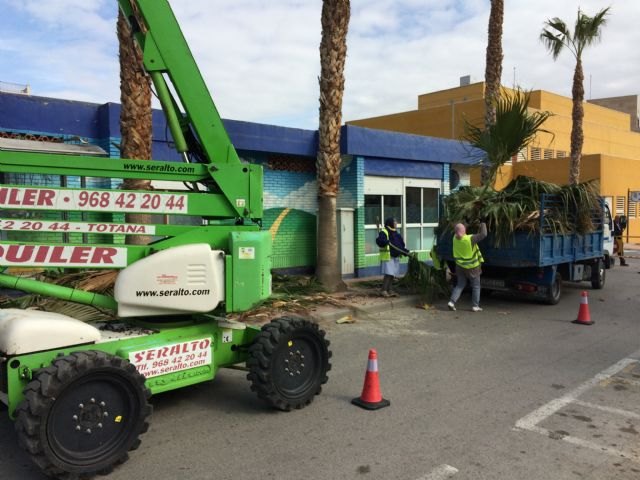Perform pruning and maintenance of the population of palm trees on public roads, parks and gardens, Foto 2