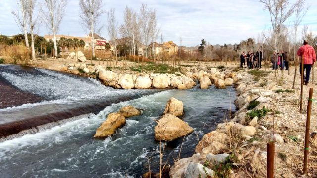 La CHS elimina las cañas y restaura el bosque de ribera de la Vega Alta del río Segura - 2, Foto 2
