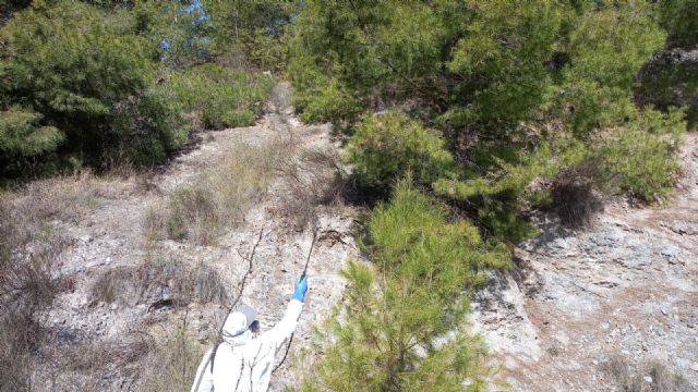 Puerto Lumbreras lucha contra la procesionaria en pinos del perímetro del casco urbano - 5, Foto 5