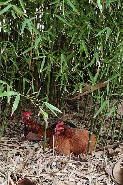 Reactivo gripe aviar: Equalia ONG alerta de que el hacinamiento de millones de aves en macrogranjas es el cóctel perfecto para las pandemias - 2, Foto 2