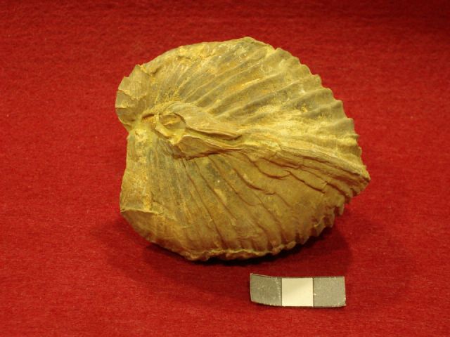 Los bivalvos fósiles serán protagonistas de una exposición que se inaugura este viernes - 1, Foto 1