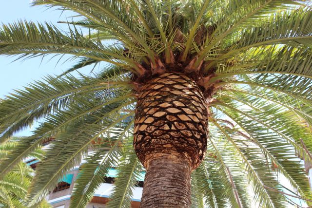 Las palmeras recibirán tratamiento contra el picudo rojo los días 20 y 21 de marzo - 1, Foto 1