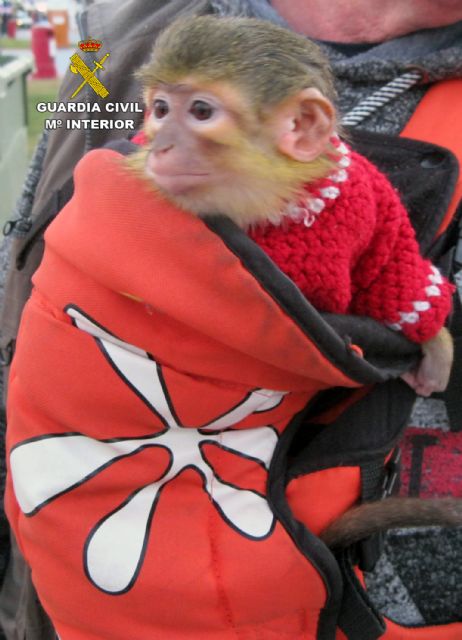 La Guardia Civil se incauta de un ejemplar de mono tití en las fiestas de Carnaval de Águilas - 1, Foto 1