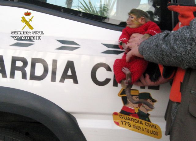 La Guardia Civil se incauta de un ejemplar de mono tití en las fiestas de Carnaval de Águilas - 2, Foto 2