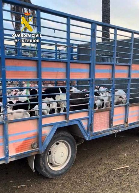 La Guardia Civil recupera más de 200 ejemplares de ganado ovino y esclarece cerca de una decena de hurtos cometidos en una explotación ganadera de Lorca - 2, Foto 2